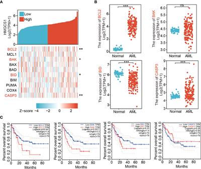 Hymeglusin Enhances the Pro-Apoptotic Effects of Venetoclax in Acute Myeloid Leukemia